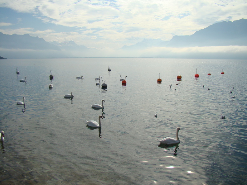 2008 10-Lake Geneva Swans.jpg